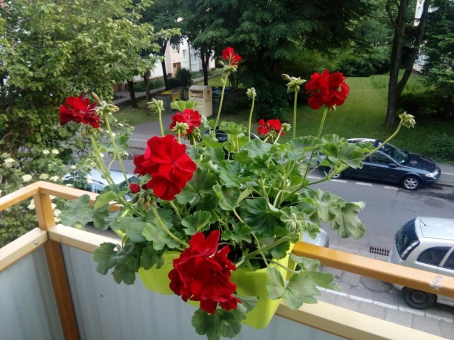 Apartament Dookoła Świata, Słupsk