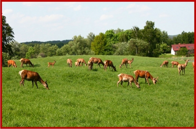 Siedlisko Wierzba, Ruciane Nida